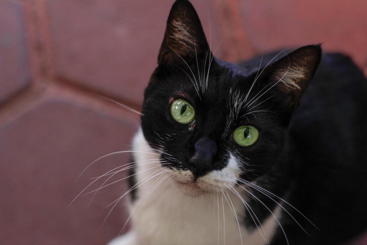 Posada Lupita Puerto Escondido  Dış mekan fotoğraf